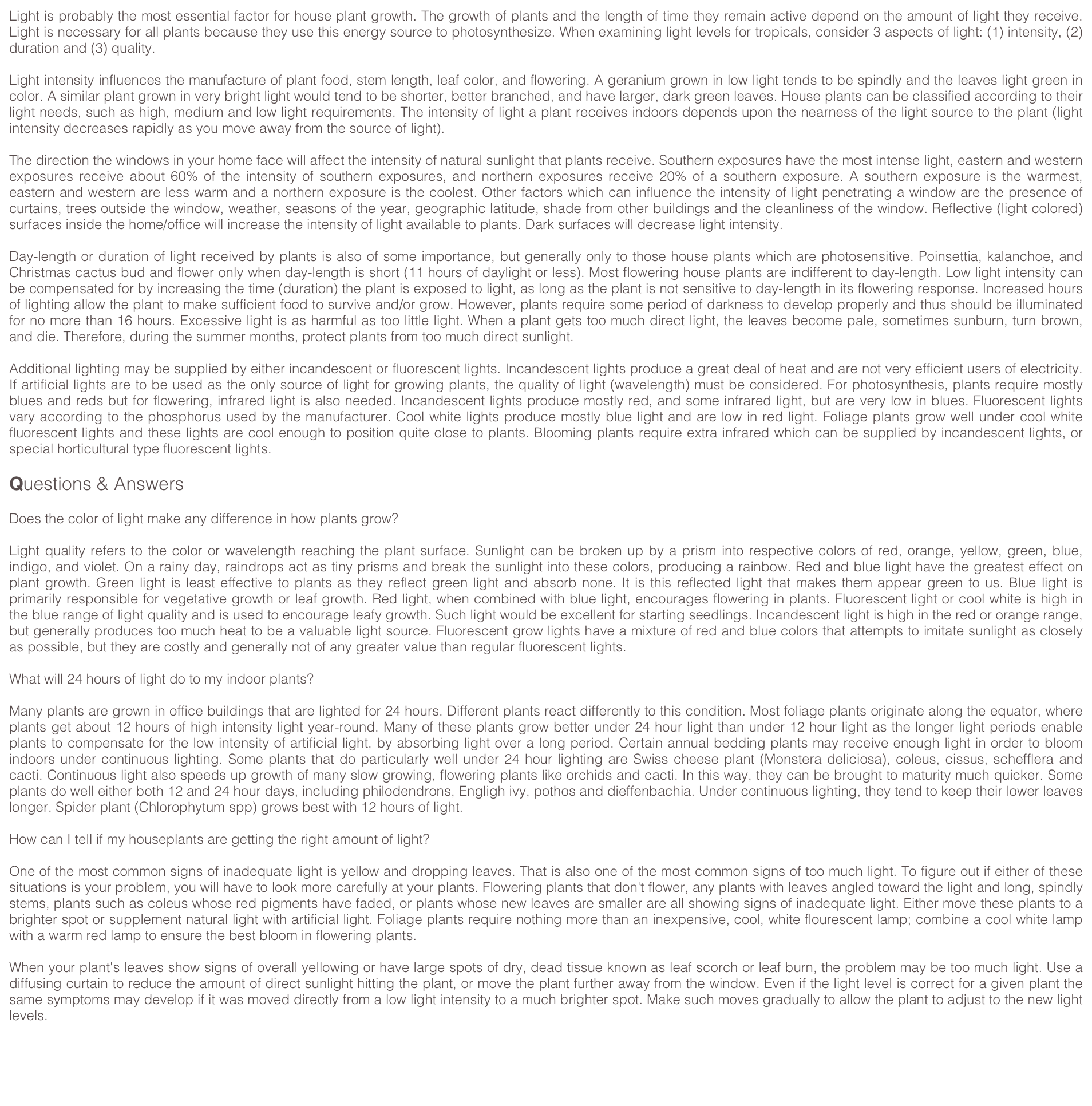 Light is probably the most essential factor for house plant growth. The growth of plants and the length of time they remain active depend on the amount of light they receive. Light is necessary for all plants because they use this energy source to photosynthesize. When examining light levels for tropicals, consider 3 aspects of light: (1) intensity, (2) duration and (3) quality.

Light intensity influences the manufacture of plant food, stem length, leaf color, and flowering. A geranium grown in low light tends to be spindly and the leaves light green in color. A similar plant grown in very bright light would tend to be shorter, better branched, and have larger, dark green leaves. House plants can be classified according to their light needs, such as high, medium and low light requirements. The intensity of light a plant receives indoors depends upon the nearness of the light source to the plant (light intensity decreases rapidly as you move away from the source of light). 

The direction the windows in your home face will affect the intensity of natural sunlight that plants receive. Southern exposures have the most intense light, eastern and western exposures receive about 60% of the intensity of southern exposures, and northern exposures receive 20% of a southern exposure. A southern exposure is the warmest, eastern and western are less warm and a northern exposure is the coolest. Other factors which can influence the intensity of light penetrating a window are the presence of curtains, trees outside the window, weather, seasons of the year, geographic latitude, shade from other buildings and the cleanliness of the window. Reflective (light colored) surfaces inside the home/office will increase the intensity of light available to plants. Dark surfaces will decrease light intensity. 

Day-length or duration of light received by plants is also of some importance, but generally only to those house plants which are photosensitive. Poinsettia, kalanchoe, and Christmas cactus bud and flower only when day-length is short (11 hours of daylight or less). Most flowering house plants are indifferent to day-length. Low light intensity can be compensated for by increasing the time (duration) the plant is exposed to light, as long as the plant is not sensitive to day-length in its flowering response. Increased hours of lighting allow the plant to make sufficient food to survive and/or grow. However, plants require some period of darkness to develop properly and thus should be illuminated for no more than 16 hours. Excessive light is as harmful as too little light. When a plant gets too much direct light, the leaves become pale, sometimes sunburn, turn brown, and die. Therefore, during the summer months, protect plants from too much direct sunlight.

Additional lighting may be supplied by either incandescent or fluorescent lights. Incandescent lights produce a great deal of heat and are not very efficient users of electricity. If artificial lights are to be used as the only source of light for growing plants, the quality of light (wavelength) must be considered. For photosynthesis, plants require mostly blues and reds but for flowering, infrared light is also needed. Incandescent lights produce mostly red, and some infrared light, but are very low in blues. Fluorescent lights vary according to the phosphorus used by the manufacturer. Cool white lights produce mostly blue light and are low in red light. Foliage plants grow well under cool white fluorescent lights and these lights are cool enough to position quite close to plants. Blooming plants require extra infrared which can be supplied by incandescent lights, or special horticultural type fluorescent lights. 

Questions & Answers

Does the color of light make any difference in how plants grow? 

Light quality refers to the color or wavelength reaching the plant surface. Sunlight can be broken up by a prism into respective colors of red, orange, yellow, green, blue, indigo, and violet. On a rainy day, raindrops act as tiny prisms and break the sunlight into these colors, producing a rainbow. Red and blue light have the greatest effect on plant growth. Green light is least effective to plants as they reflect green light and absorb none. It is this reflected light that makes them appear green to us. Blue light is primarily responsible for vegetative growth or leaf growth. Red light, when combined with blue light, encourages flowering in plants. Fluorescent light or cool white is high in the blue range of light quality and is used to encourage leafy growth. Such light would be excellent for starting seedlings. Incandescent light is high in the red or orange range, but generally produces too much heat to be a valuable light source. Fluorescent grow lights have a mixture of red and blue colors that attempts to imitate sunlight as closely as possible, but they are costly and generally not of any greater value than regular fluorescent lights.

What will 24 hours of light do to my indoor plants? 

Many plants are grown in office buildings that are lighted for 24 hours. Different plants react differently to this condition. Most foliage plants originate along the equator, where plants get about 12 hours of high intensity light year-round. Many of these plants grow better under 24 hour light than under 12 hour light as the longer light periods enable plants to compensate for the low intensity of artificial light, by absorbing light over a long period. Certain annual bedding plants may receive enough light in order to bloom indoors under continuous lighting. Some plants that do particularly well under 24 hour lighting are Swiss cheese plant (Monstera deliciosa), coleus, cissus, schefflera and cacti. Continuous light also speeds up growth of many slow growing, flowering plants like orchids and cacti. In this way, they can be brought to maturity much quicker. Some plants do well either both 12 and 24 hour days, including philodendrons, Engligh ivy, pothos and dieffenbachia. Under continuous lighting, they tend to keep their lower leaves longer. Spider plant (Chlorophytum spp) grows best with 12 hours of light.

How can I tell if my houseplants are getting the right amount of light? 

One of the most common signs of inadequate light is yellow and dropping leaves. That is also one of the most common signs of too much light. To figure out if either of these situations is your problem, you will have to look more carefully at your plants. Flowering plants that don't flower, any plants with leaves angled toward the light and long, spindly stems, plants such as coleus whose red pigments have faded, or plants whose new leaves are smaller are all showing signs of inadequate light. Either move these plants to a brighter spot or supplement natural light with artificial light. Foliage plants require nothing more than an inexpensive, cool, white flourescent lamp; combine a cool white lamp with a warm red lamp to ensure the best bloom in flowering plants. 

When your plant's leaves show signs of overall yellowing or have large spots of dry, dead tissue known as leaf scorch or leaf burn, the problem may be too much light. Use a diffusing curtain to reduce the amount of direct sunlight hitting the plant, or move the plant further away from the window. Even if the light level is correct for a given plant the same symptoms may develop if it was moved directly from a low light intensity to a much brighter spot. Make such moves gradually to allow the plant to adjust to the new light levels.
